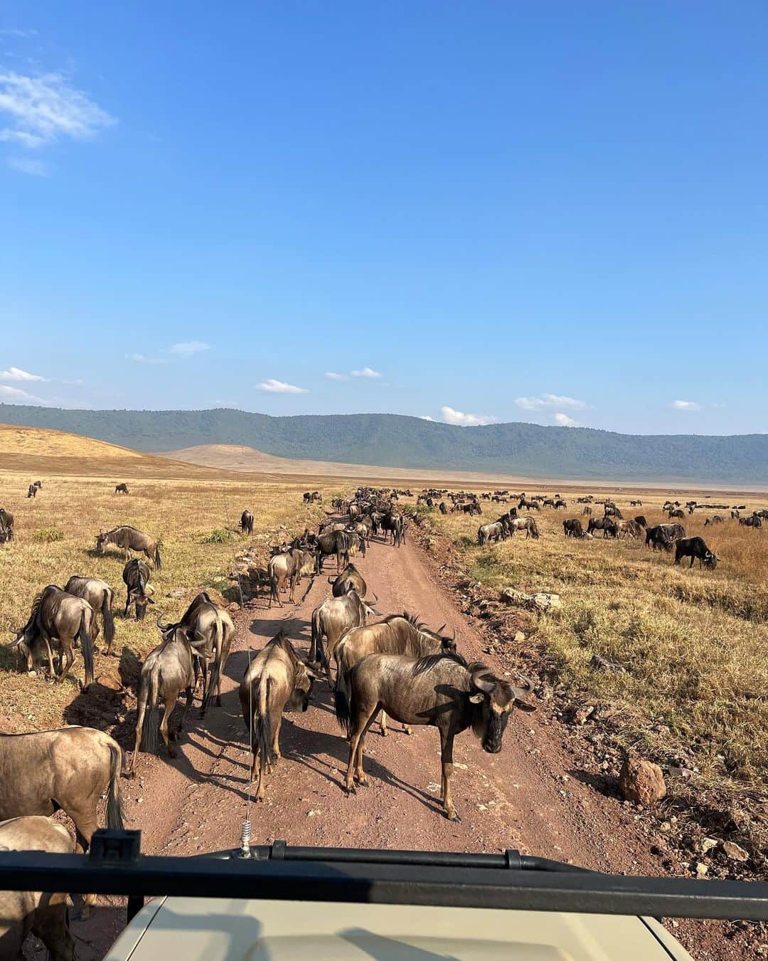 田中里奈さんのインスタグラム写真 - (田中里奈Instagram)「只今タンザニアのサファリに来ています！ 旅の相方はなおちゃん♡ 一緒に景色や色んなアフリカを味わってるよ✨  まだ旅の途中、いやまだまだ序盤だけど、既にまた来たい！  #たなか旅メモ ←今までの旅の記録はここに #アフリカ旅行 #タンザニア #Tanzania #サファリ #Safari #serengety #りなとなおこのアフリカ旅行」9月9日 22時36分 - tanakaofficial