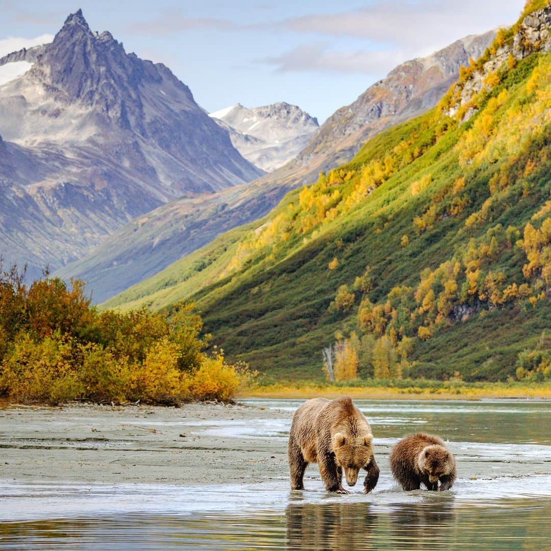 Discoveryのインスタグラム：「Mommy and me 🐻🐻  A #grizzlybear and her first-year cub enjoy the water at Alaska's Lake Clark National Park.   📷: Teresa Kopec  #LakeClarkNationalPark #wildlife」