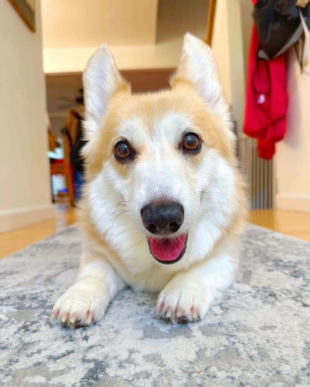 Liloさんのインスタグラム写真 - (LiloInstagram)「Let’s face it, the world is a better place with dogs in it. Their infectious happiness is simply magical. Do you feel the magic? 🐶✨  ⁣ . ⁣ .⁣ .⁣ .⁣ .⁣  #corgis #corgicommunity #corgiaddict #dogstagram #corgibutt #corgidog #corgilover #corgination #dog #corgidaily #corgipuppy #corgiworld #dogs #corgilife #pembrokewelshcorgi #corgigram #weeklyfluff #corgilovers #corgistagram #corgisofinstagram #corgilove #dogsofinstagram #corgiplanet #puppy #welshcorgi #corgi」9月9日 23時10分 - lilothewelshcorgi