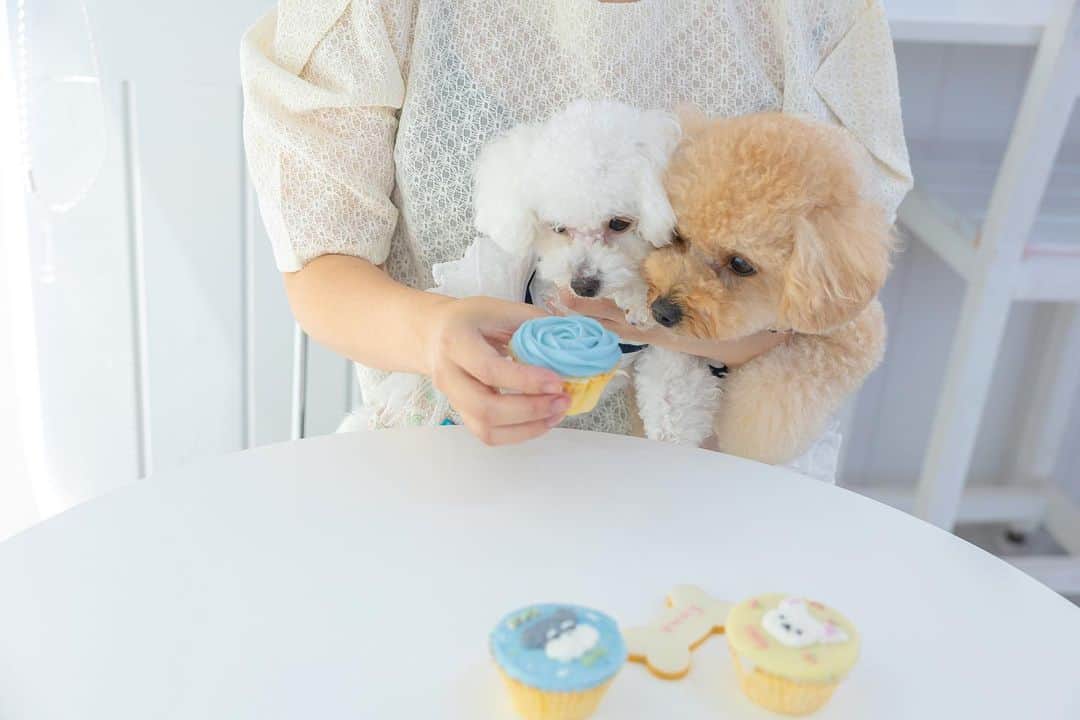 日本サロネーゼ協会のインスタグラム：「. . カップケーキを頬張りたいのを じっと我慢して、 健気に待っている2匹🐶🐶  OKを出したら、 仲良くパクパク食べていました☺️  ママの愛情たっぷり♡の 手作りカップケーキが 食べられるのは、 とっても幸せですね🙌  「ママのカップケーキは   世界一👩‍🍳✨」  そんな声が聞こえてきそうです🐶  #ドギーデコスイーツ認定講座  #ドギーデコスイーツ  #犬おやつ手作り  #わんこのいる生活  #ワンスタグラム  #わんこ部  #多頭飼い #トイプー姉妹 #といぷーどる部  #といぷーどる  #犬用スイーツ #いぬバカ部  #犬ケーキ手作り  #トイプー2匹」