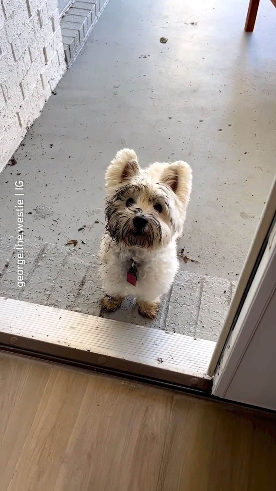 8crapのインスタグラム：「Mommy da mud did an attacc 📹 @george.the.westie - #barked #dog #doggo #WestHighlandWhiteTerrier #Westie」