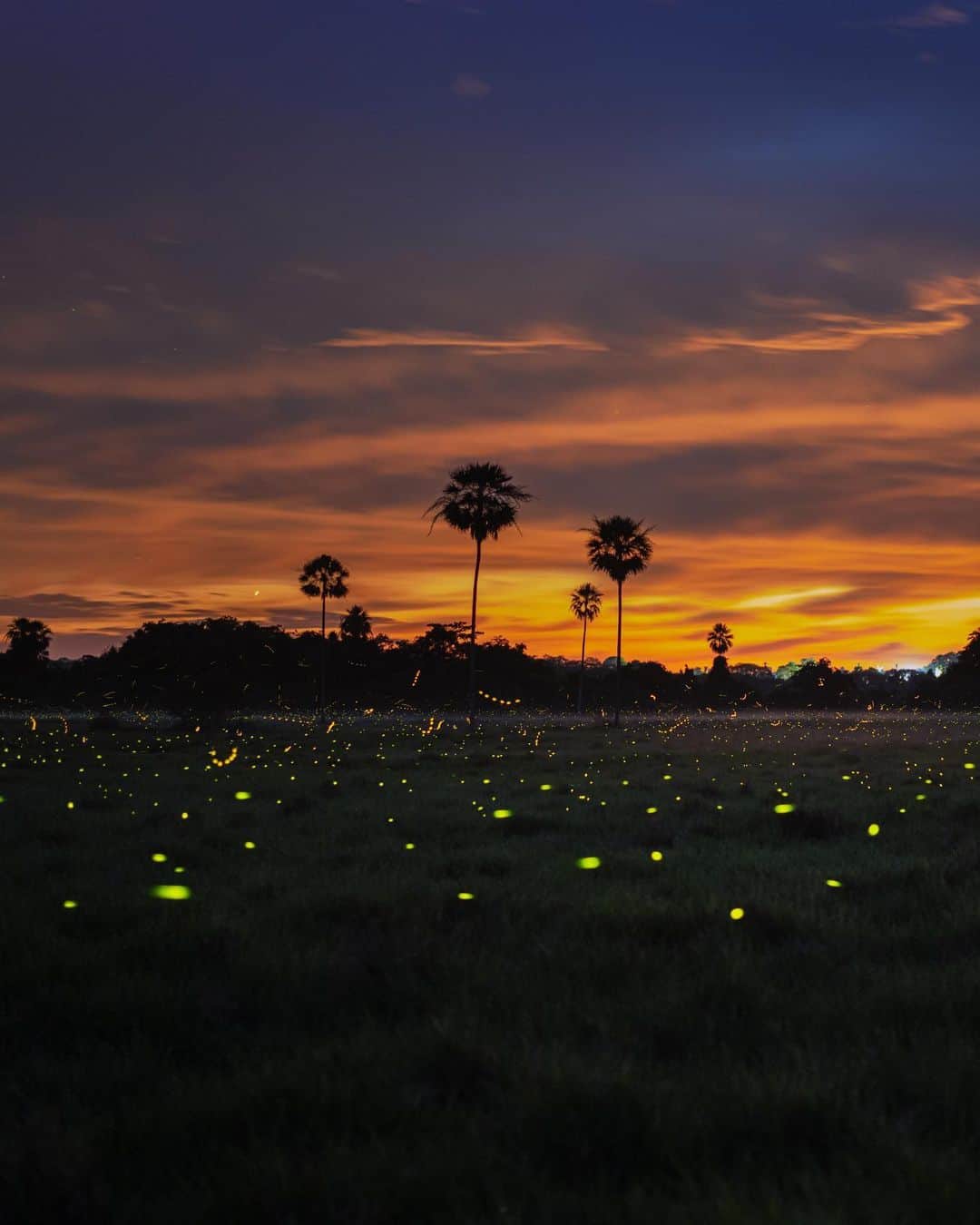 Keith Ladzinskiさんのインスタグラム写真 - (Keith LadzinskiInstagram)「Fireflies, lighting up the marshes of the largest wetland on earth, Brazil’s Pantanal. It’s an extraordinary sight, but the mosquitoes out number the bioluminescent fire flies by at least a 1,000 to 1. With a goretex jacket, pants and hood cinched down tight, I was getting bit so frequently that I could feel my skin heating up from the histamine it was creating. I suppose a small price to pay to see such beauty, but certainly a miserable one!」9月10日 0時08分 - ladzinski