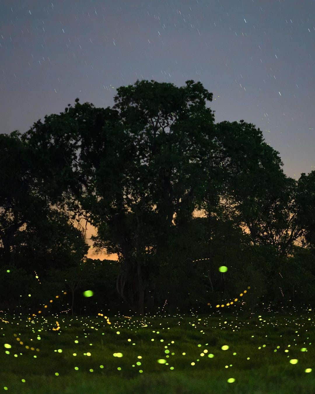 Keith Ladzinskiさんのインスタグラム写真 - (Keith LadzinskiInstagram)「Fireflies, lighting up the marshes of the largest wetland on earth, Brazil’s Pantanal. It’s an extraordinary sight, but the mosquitoes out number the bioluminescent fire flies by at least a 1,000 to 1. With a goretex jacket, pants and hood cinched down tight, I was getting bit so frequently that I could feel my skin heating up from the histamine it was creating. I suppose a small price to pay to see such beauty, but certainly a miserable one!」9月10日 0時08分 - ladzinski