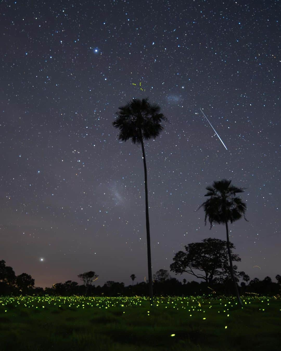 Keith Ladzinskiさんのインスタグラム写真 - (Keith LadzinskiInstagram)「Fireflies, lighting up the marshes of the largest wetland on earth, Brazil’s Pantanal. It’s an extraordinary sight, but the mosquitoes out number the bioluminescent fire flies by at least a 1,000 to 1. With a goretex jacket, pants and hood cinched down tight, I was getting bit so frequently that I could feel my skin heating up from the histamine it was creating. I suppose a small price to pay to see such beauty, but certainly a miserable one!」9月10日 0時08分 - ladzinski