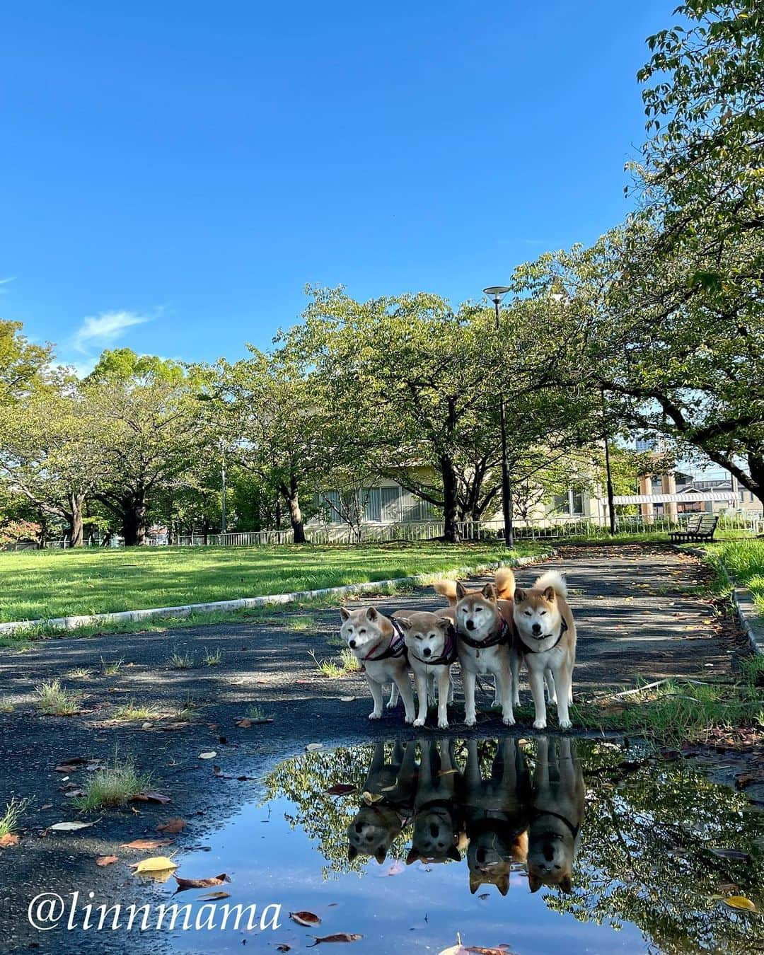 linnmamaさんのインスタグラム写真 - (linnmamaInstagram)「雨あがりの青空💙がうれしいね😍 ＊ ＊ ＊ #柴犬#dog #柴犬凜の勇気凜々every day #多頭飼い #shibastagram #my_eos_photo #eosr6#eosr10 #ドッグフォトグラファーズ #iphone12#iphone12promax #あさんぽ#水たまり」9月10日 0時09分 - linnmama