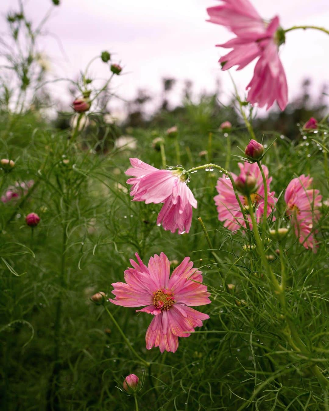 リズ・チェルカソワさんのインスタグラム写真 - (リズ・チェルカソワInstagram)「summer rain in the garden」9月10日 0時18分 - lateafternoon