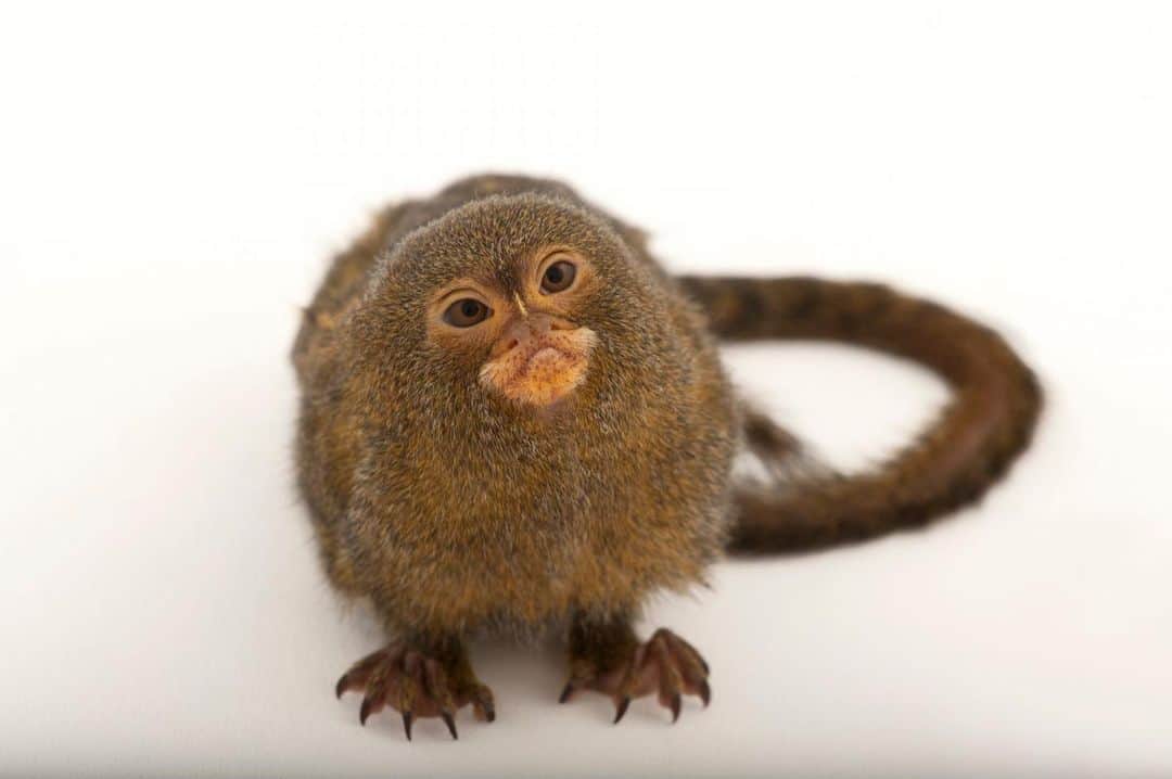 Joel Sartoreさんのインスタグラム写真 - (Joel SartoreInstagram)「Meet the small but mighty pygmy marmoset. One of the smallest primates in the world, this species weighs less than five ounces when fully mature. Pygmy marmosets are gumnivores, which means their diet consists of sap and gum from trees. Equipped with very sharp teeth, these monkeys will penetrate the wood then drain the sap from inside the tree, spending several hours feeding each day. Photo taken @lincolnchildrenszoo.   #pygmy #marmoset #primate #monkey #animal #wildlife #photography #animalphotography #wildlifephotography #studioportrait #PhotoArk @insidenatgeo」9月10日 0時14分 - joelsartore