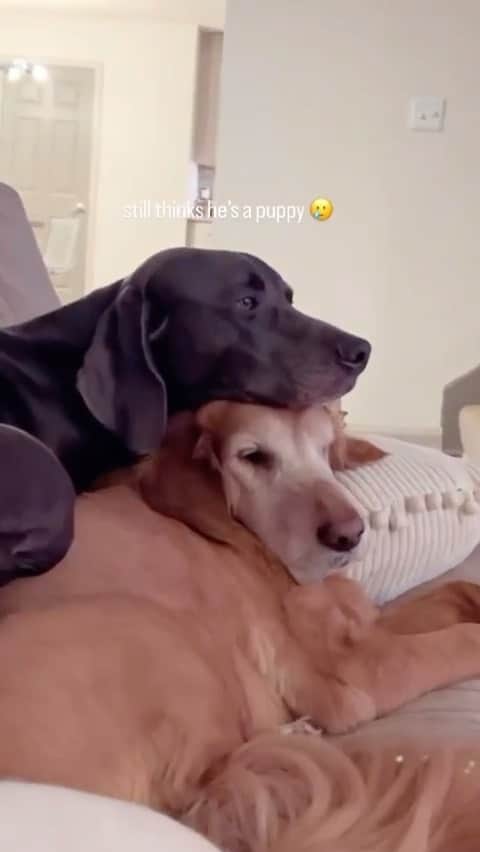 DogsOf Instagramのインスタグラム：「Snuggly cuddle buddies @ozzietheweim 🥹 Do your dogs like to cuddle? #cuddlepuddle   . . . #morningcuddles #dogcuddles #snugglebuddy #cuddlebug #saturdaysnuggles」