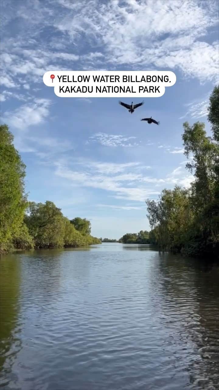 Lonely Planetのインスタグラム：「Just some birds chirping to brighten up your day 😎 Who wishes they were on the water here? Yellow Water is a landlocked billabong in Australia's Kakadu National Park, a prime spot for birdwatching, crocodile spotting, fishing for barramundi and seeing incredible Aboriginal rock art. While you're in town, "definitely visit any of the excellent Aboriginal Cultural Centres and art galleries to learn more about the living Aboriginal culture of the Northern Territory," recs LP contributor Tasmin Waby. One of her faves? Browsing books and art at Kakadu's Warradjan Aboriginal Cultural Centre.」