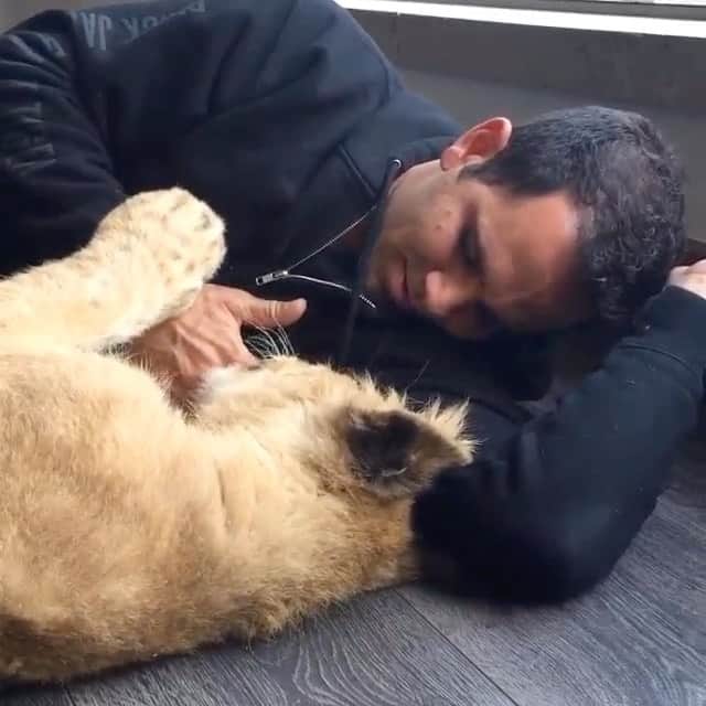 Black Jaguar-White Tiger のインスタグラム：「Some morning Kisses :)」