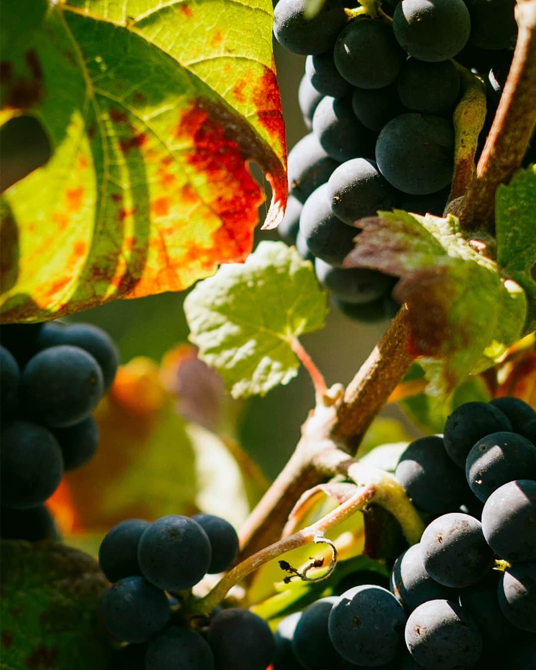 Moët & Chandon Officialのインスタグラム：「An abundant nature. The trigger of the harvest is the maturity of the grapes. Once at the perfect ripeness, it is time to collect the fruits of future celebrations.⁣ ⁣ #NaturaNostra #MoetChandon⁣ ⁣ This material is not intended to be viewed by persons under the legal alcohol drinking age or in countries with restrictions on advertising on alcoholic beverages. ENJOY MOËT RESPONSIBLY.」