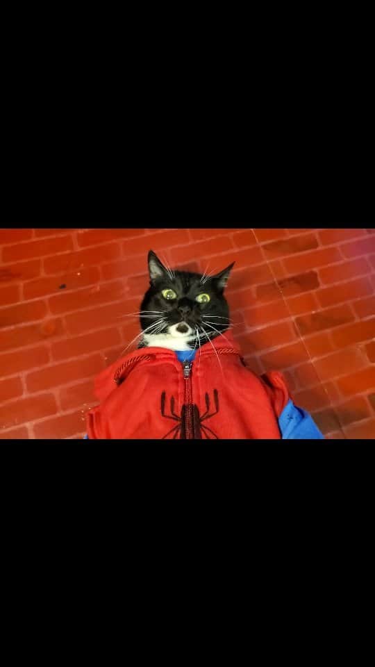 猫コスプレのインスタグラム：「Every morning, it's a Canon event...  #CanonEvent #SpiderMan #Spiderverse . . . . . #meme #memes #catcosplay #cosplay #cosplayer #cat #catcostume #catsinclothes #petclothes #PetCostume #halloween #caturday #spidermancosplay #spidermanintothespiderverse #spidermanfans #spidermanmemes #catmemes #2099」