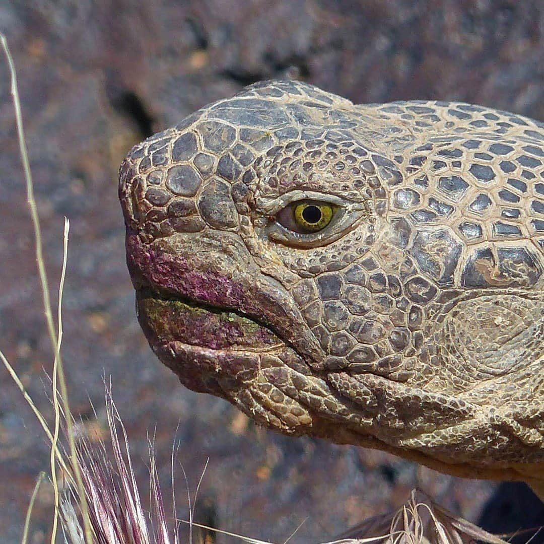 アメリカ内務省のインスタグラム：「Let's talk about the real desert chic: prickly pear cactus fruit lipstick! 💄    The beloved Mojave Desert tortoise enjoys a simple diet of wildflowers, grasses and, of course, the delectable prickly pear fruit.    These threatened tortoises travel long distances in search of food and water and will cross highways through their territory. Please slow your roll and keep an eye out for them as they are crossing the road, especially during rainy weather. Tortoises are attracted to puddles that form on roadways during rainstorms. 🐢   Photo at Red Cliffs National Conservation Area by John Kellam / @utahpubliclands    #publiclands #tortoise #utah #wildlife #npsfw    Alt Text: A close-up of a tortoise’s head with pink lips after eating a prickly pear cactus fruit.」