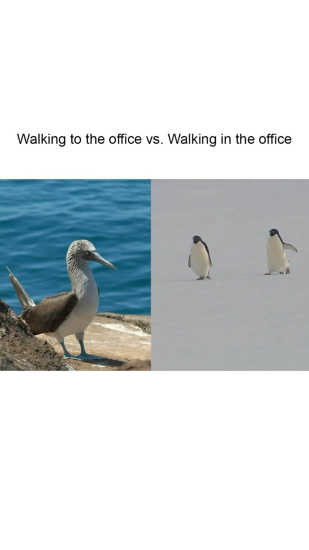 Warby Parkerのインスタグラム：「“Hate to see you go, but love to watch you leave” -us to summer office AC and waddling blue-footed boobies 🐧」