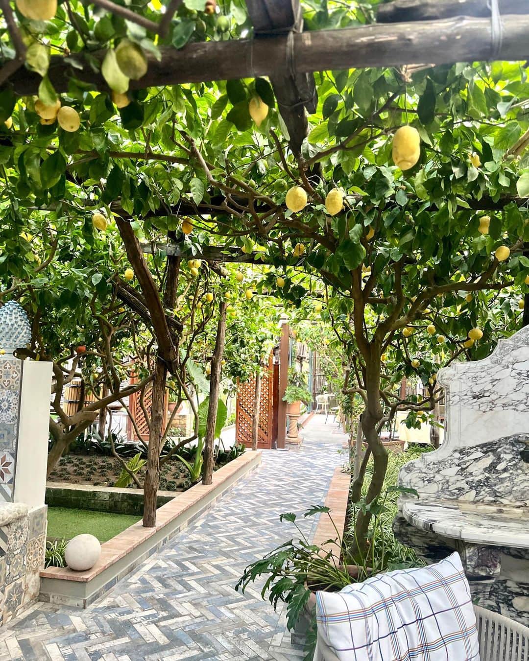 れおさんのインスタグラム写真 - (れおInstagram)「ぜひスクロールして☝️カプリ島で1番良かったお店🍋🍋🍋いや、南イタリアで1番かもしれない🇮🇹頭にレモン落ちる事もあるそう🍋ある意味ラッキー #イタリア旅行  #カプリ島のレストラン  #capri  #レモンの木  #レモン」9月6日 7時08分 - reoreo1119