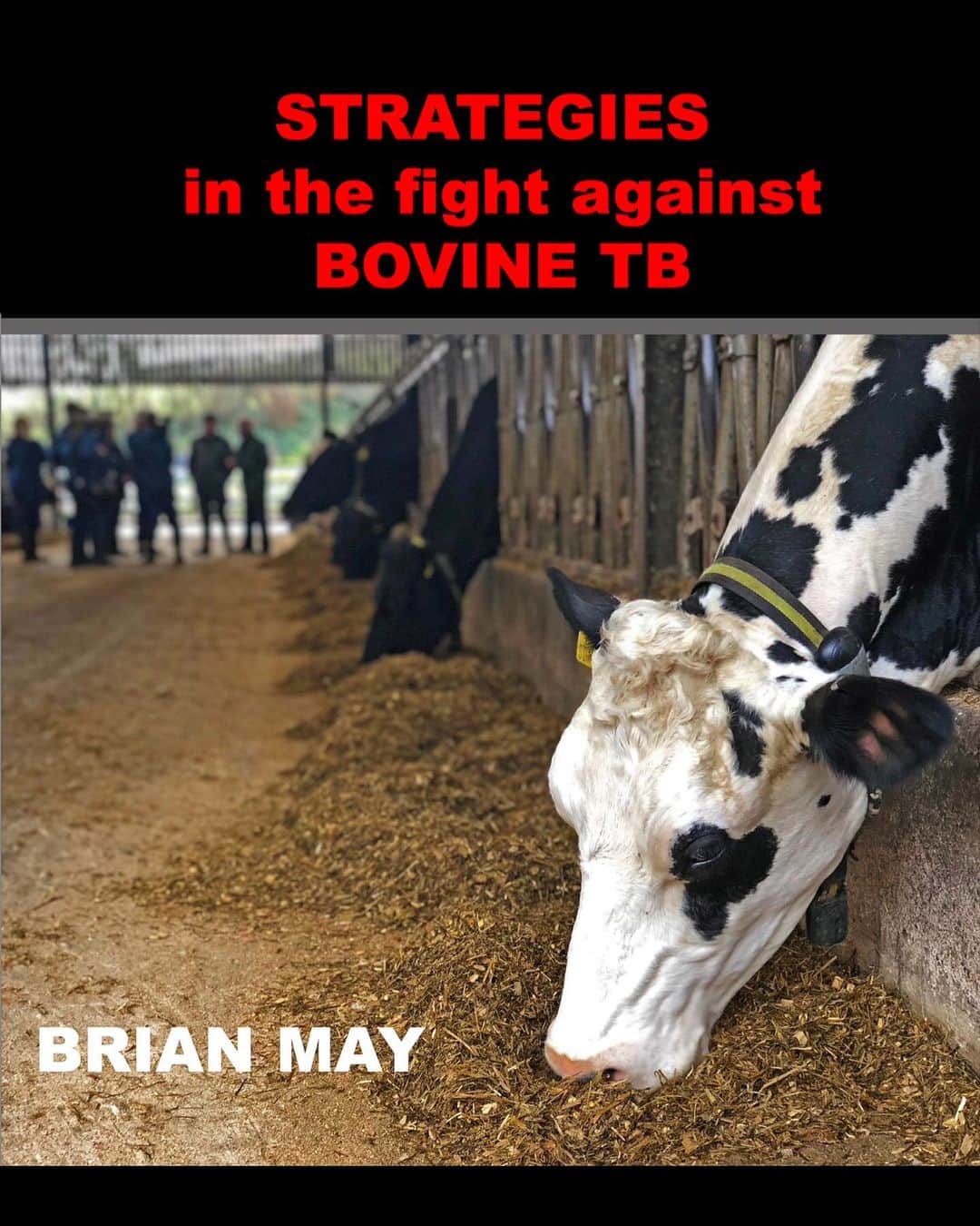ブライアン・メイのインスタグラム：「Tomorrow - Wednesday - I’m heading off to Aberystwyth in North Wales, to communicate to Welsh Dairy Farmers our experiences at Gatcombe Farm, grappling with the awful enemy - bovine Tuberculosis.  I’m speaking at Aberystwyth University at the invitation of Prof Glyn Hewinson - a world expert in disease control.  I’ve been working on my PowerPoint presentation for many days now.  I need to get this right -  because this is a precious opportunity to put across our discoveries over the last 10 years - which we believe have the potential to end this misery - relatively quickly.  Probably 28,000 cows have been prematurely slaughtered over the last 10 years, because they tested positive for bTB. And what if Britain’s native badgers ?  Because they stand accused of spreading the disease, over 220,000 have been destroyed.  It’s an enormous tragedy all round.  I hope to bring together farmers and naturalists tomorrow evening to fight side by side, to consign this terrible mess to history.  Well, if you see someone pursued by a posse of angry farmers with pitchforks and burning torches tomorrow  night - that will be me !! OK - back to the powerpoint - one more time. It needs some fat trimming off it.  Take care out there.  #tbfree #bovinetb #badgers #badgercull #dairyfarm #aberystwythuniversity @savemetrust @anneatsaveme」