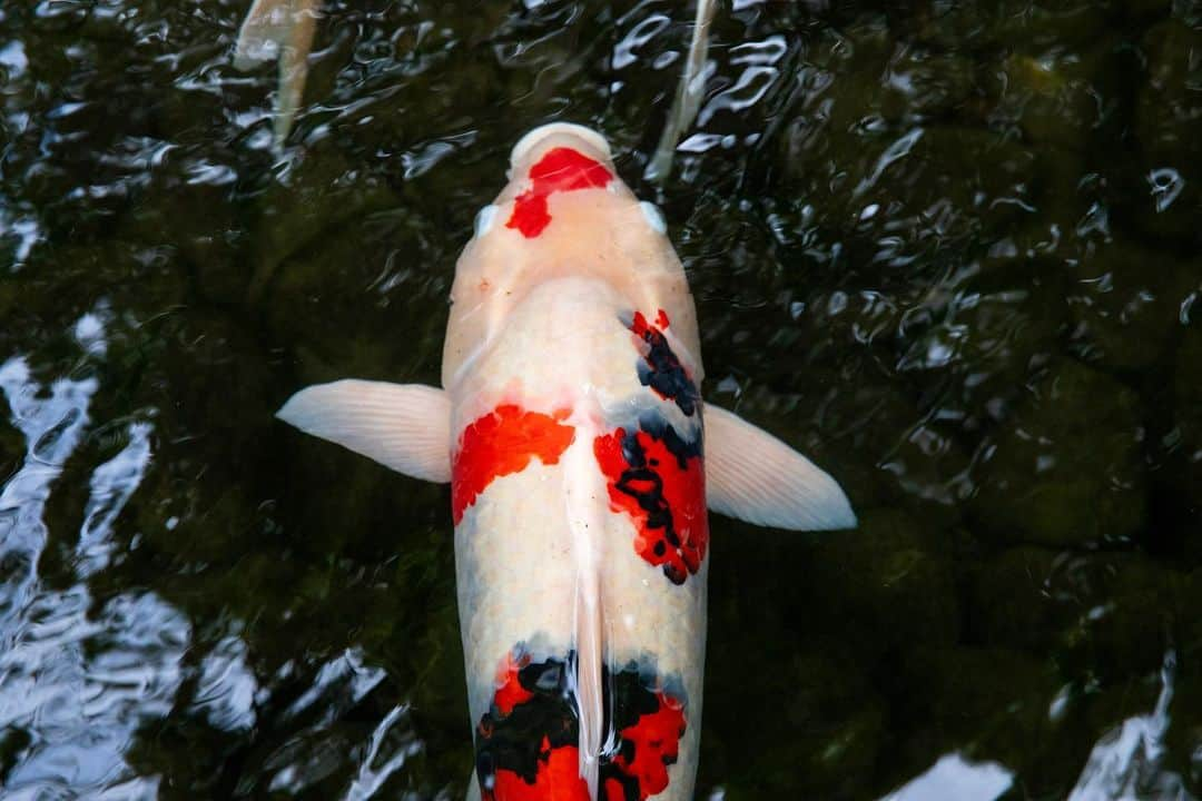 八芳園さんのインスタグラム写真 - (八芳園Instagram)「9月を迎え、初秋の色合いを感じる日本庭園。  例年より遅咲きの百日紅が、緑の中で鮮やかに映渡ります。  夕陽が落ちる前の、静寂のひととき。  初秋の日本庭園で、季節の移ろいをご堪能ください。  🍃  #八芳園 #happoen #結婚式場 #日本庭園 #9月 #長月  #百日紅 #さるすべり #flowerstagram #flower_daily #はなまっぷ #私の花の写真 #日本の四季 #夕方  #カメラ部 #写真好きな人と繋がりたい #東京カメラ部 #その瞬間に物語を #風景写真  #japanesegarden #japan_of_insta #jp_views #special_spot #tokyo #japan_daytime_view #ig_jp #japanoinsta #japantravel #tokyotrip」9月5日 23時02分 - happoen