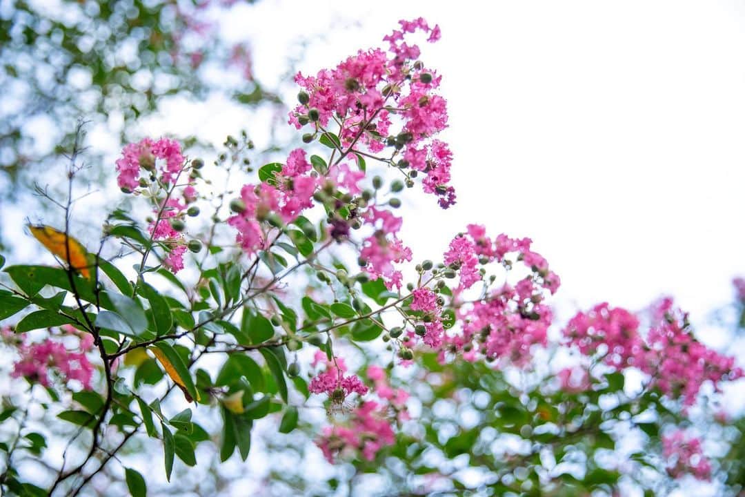八芳園さんのインスタグラム写真 - (八芳園Instagram)「9月を迎え、初秋の色合いを感じる日本庭園。  例年より遅咲きの百日紅が、緑の中で鮮やかに映渡ります。  夕陽が落ちる前の、静寂のひととき。  初秋の日本庭園で、季節の移ろいをご堪能ください。  🍃  #八芳園 #happoen #結婚式場 #日本庭園 #9月 #長月  #百日紅 #さるすべり #flowerstagram #flower_daily #はなまっぷ #私の花の写真 #日本の四季 #夕方  #カメラ部 #写真好きな人と繋がりたい #東京カメラ部 #その瞬間に物語を #風景写真  #japanesegarden #japan_of_insta #jp_views #special_spot #tokyo #japan_daytime_view #ig_jp #japanoinsta #japantravel #tokyotrip」9月5日 23時02分 - happoen