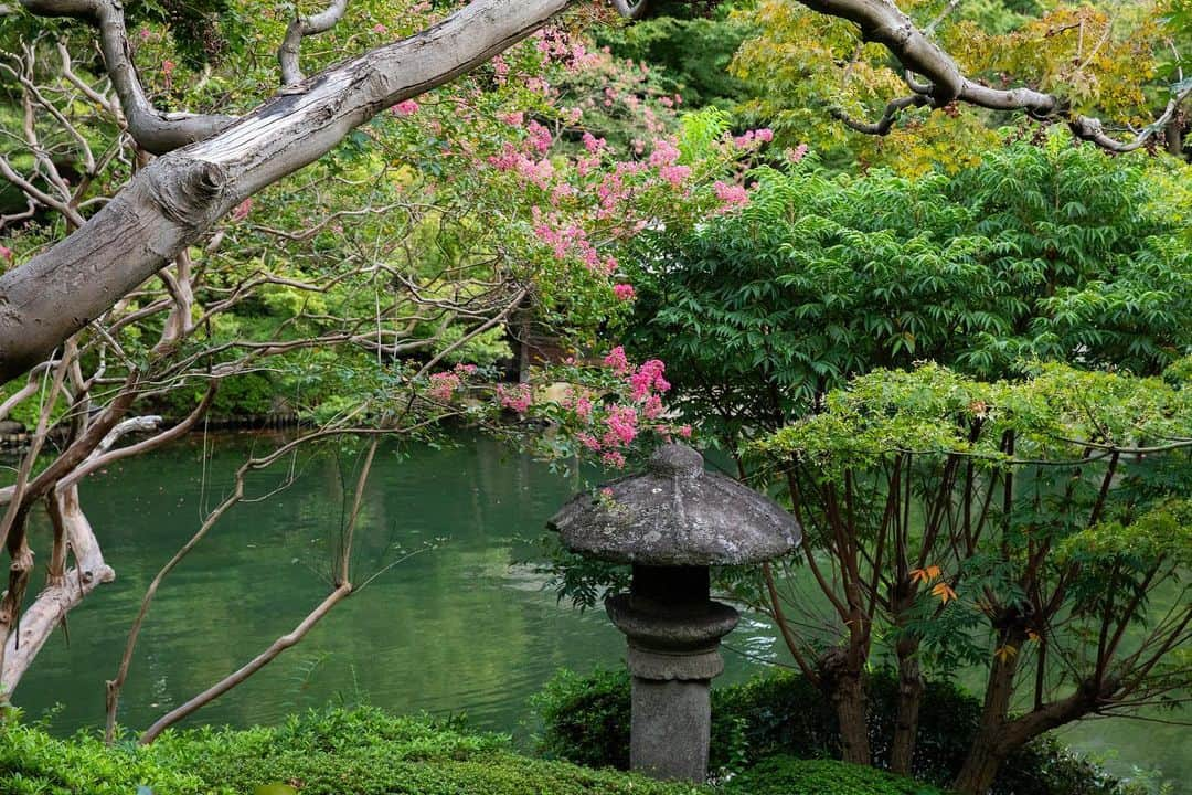 八芳園さんのインスタグラム写真 - (八芳園Instagram)「9月を迎え、初秋の色合いを感じる日本庭園。  例年より遅咲きの百日紅が、緑の中で鮮やかに映渡ります。  夕陽が落ちる前の、静寂のひととき。  初秋の日本庭園で、季節の移ろいをご堪能ください。  🍃  #八芳園 #happoen #結婚式場 #日本庭園 #9月 #長月  #百日紅 #さるすべり #flowerstagram #flower_daily #はなまっぷ #私の花の写真 #日本の四季 #夕方  #カメラ部 #写真好きな人と繋がりたい #東京カメラ部 #その瞬間に物語を #風景写真  #japanesegarden #japan_of_insta #jp_views #special_spot #tokyo #japan_daytime_view #ig_jp #japanoinsta #japantravel #tokyotrip」9月5日 23時02分 - happoen