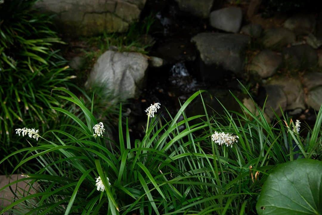 八芳園さんのインスタグラム写真 - (八芳園Instagram)「9月を迎え、初秋の色合いを感じる日本庭園。  例年より遅咲きの百日紅が、緑の中で鮮やかに映渡ります。  夕陽が落ちる前の、静寂のひととき。  初秋の日本庭園で、季節の移ろいをご堪能ください。  🍃  #八芳園 #happoen #結婚式場 #日本庭園 #9月 #長月  #百日紅 #さるすべり #flowerstagram #flower_daily #はなまっぷ #私の花の写真 #日本の四季 #夕方  #カメラ部 #写真好きな人と繋がりたい #東京カメラ部 #その瞬間に物語を #風景写真  #japanesegarden #japan_of_insta #jp_views #special_spot #tokyo #japan_daytime_view #ig_jp #japanoinsta #japantravel #tokyotrip」9月5日 23時02分 - happoen