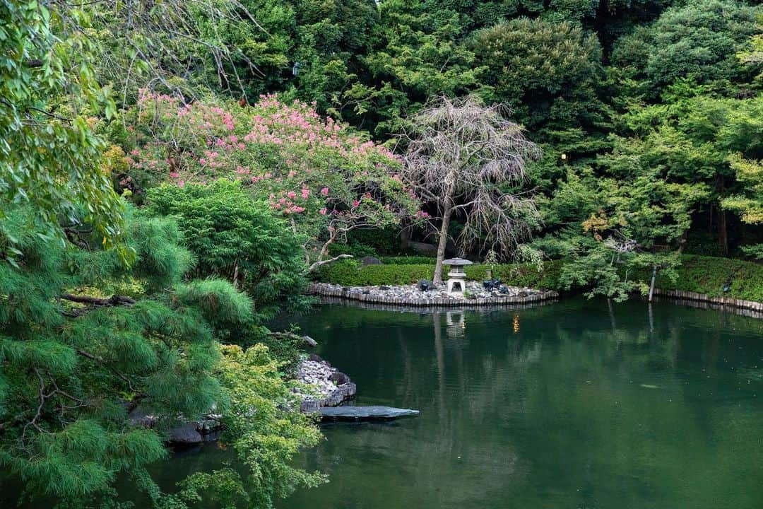 八芳園さんのインスタグラム写真 - (八芳園Instagram)「9月を迎え、初秋の色合いを感じる日本庭園。  例年より遅咲きの百日紅が、緑の中で鮮やかに映渡ります。  夕陽が落ちる前の、静寂のひととき。  初秋の日本庭園で、季節の移ろいをご堪能ください。  🍃  #八芳園 #happoen #結婚式場 #日本庭園 #9月 #長月  #百日紅 #さるすべり #flowerstagram #flower_daily #はなまっぷ #私の花の写真 #日本の四季 #夕方  #カメラ部 #写真好きな人と繋がりたい #東京カメラ部 #その瞬間に物語を #風景写真  #japanesegarden #japan_of_insta #jp_views #special_spot #tokyo #japan_daytime_view #ig_jp #japanoinsta #japantravel #tokyotrip」9月5日 23時02分 - happoen