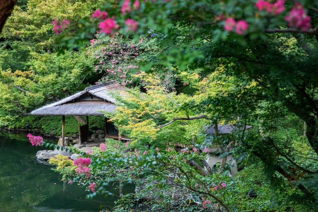 八芳園のインスタグラム：「9月を迎え、初秋の色合いを感じる日本庭園。  例年より遅咲きの百日紅が、緑の中で鮮やかに映渡ります。  夕陽が落ちる前の、静寂のひととき。  初秋の日本庭園で、季節の移ろいをご堪能ください。  🍃  #八芳園 #happoen #結婚式場 #日本庭園 #9月 #長月  #百日紅 #さるすべり #flowerstagram #flower_daily #はなまっぷ #私の花の写真 #日本の四季 #夕方  #カメラ部 #写真好きな人と繋がりたい #東京カメラ部 #その瞬間に物語を #風景写真  #japanesegarden #japan_of_insta #jp_views #special_spot #tokyo #japan_daytime_view #ig_jp #japanoinsta #japantravel #tokyotrip」