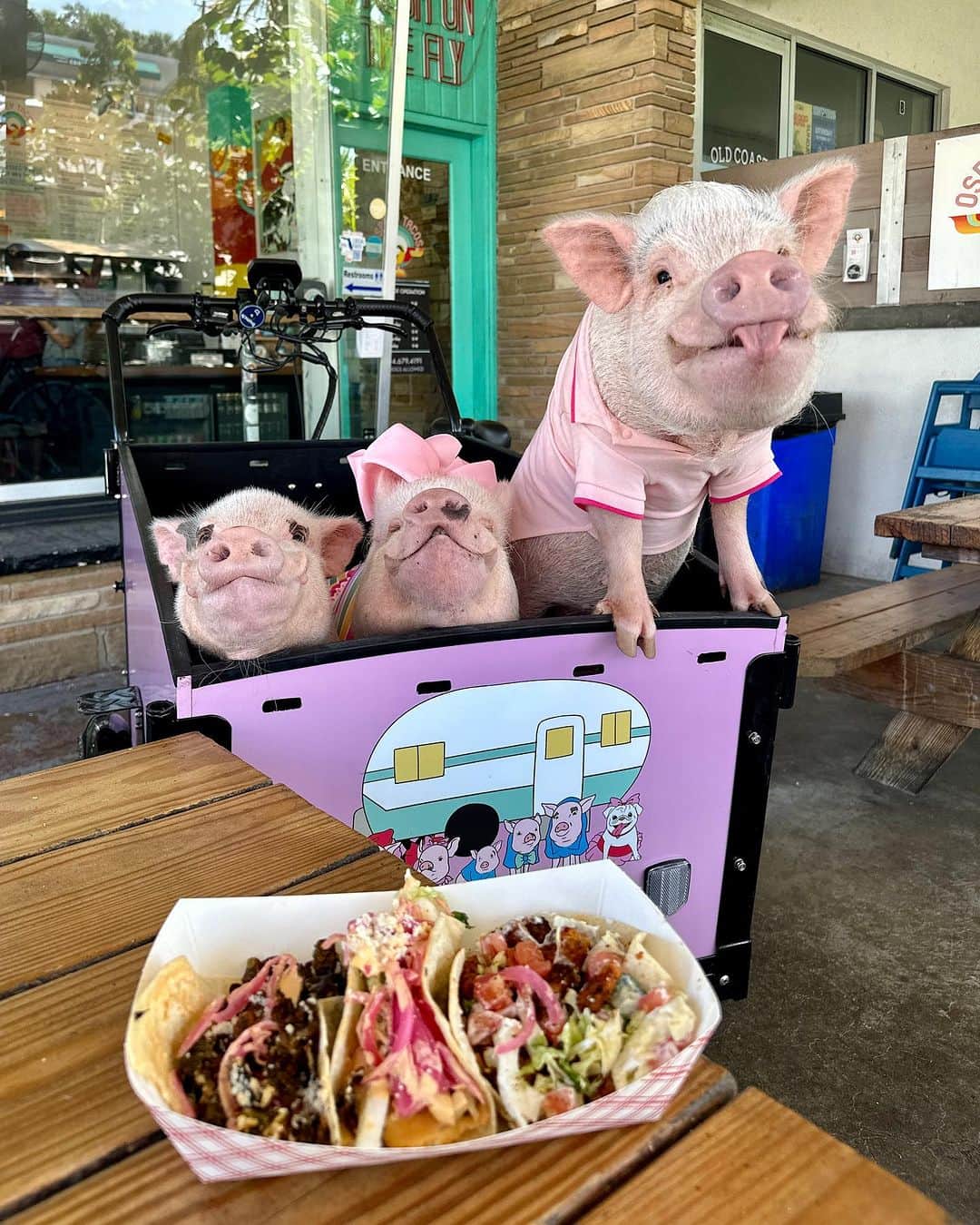 Priscilla and Poppletonのインスタグラム：「Happy #TacoTuesday and a bonus #TongueOutTuesday from Penn.  Mommy biked us all over St. Augustine this past weekend in our @bunchbikes which meant lots of pig stops for snacks. Pop, Posey and Penn ended up at Osprey Tacos and were so piggy excited to see so many meatless options on the menu. They tried the Avocado taco, The Sprout taco and the Tempeh special taco. They give them three snouts up.🐽🌮 #piggypenn #posingposey #sillypop #PrissyandPop」