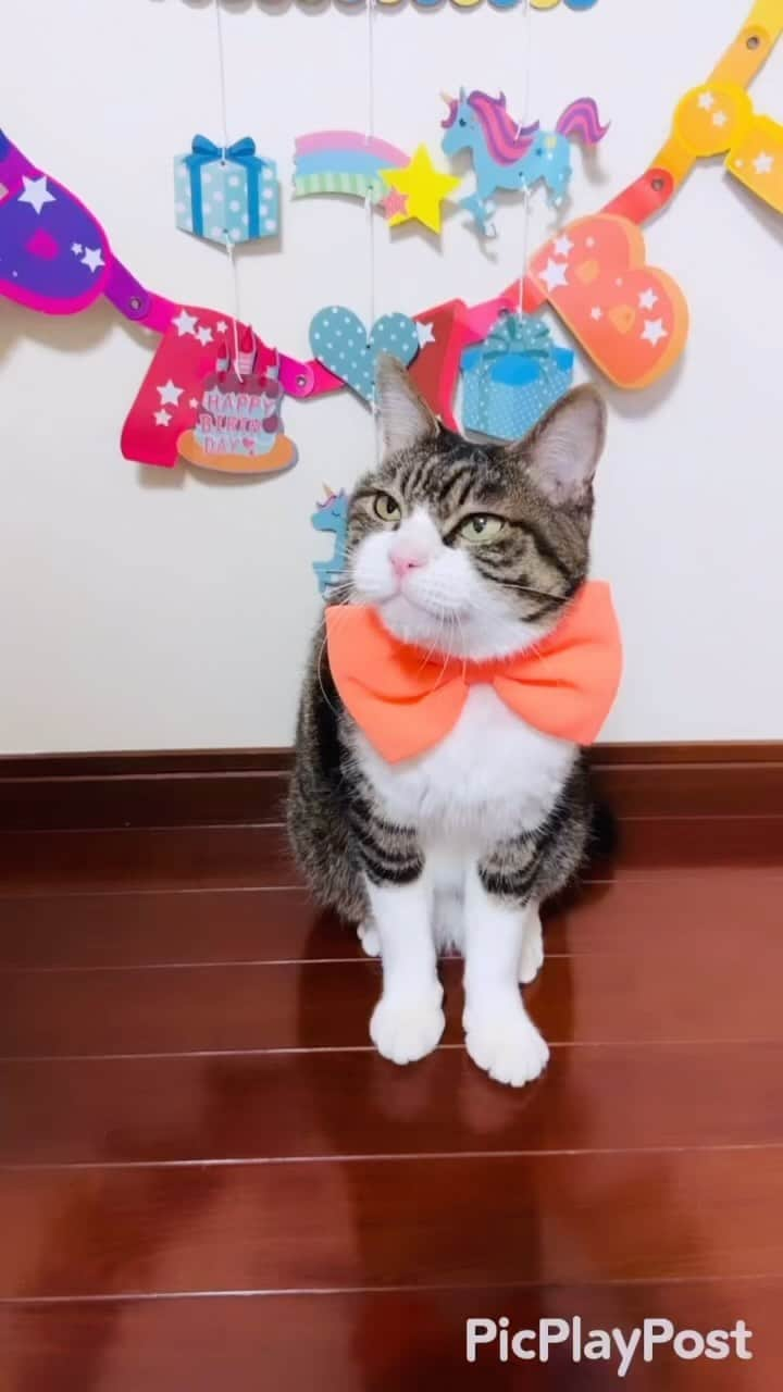 マロのインスタグラム：「Happy birthday Maro 🎊 ✴︎ あっという間に10歳❗️これからも、マロペースで楽しく美味しい物を食べて、元気に過ごそうね🐾 ✴︎  You turned 10 so quickly❗️From now on, let's have fun and eat delicious food at Maro's pace and stay healthy🍀 ✴︎ #cat#cats#catsofinstagram#happybirthday#😻 #ねこ#ねこ部#猫#ねこすたぐらむ#誕生日#9月6日 #保護猫#猫のいる生活」