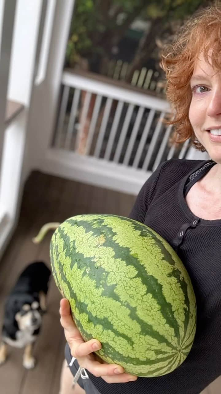 アリシア・ウィットのインスタグラム：「thank you for all of your watermelon advice! This one separated itself from the vine, so it made my decision nonexistent - it has no sweet spot on it whatsoever, but the stripes or white, and it isn’t glossy, so I’ve got high hopes! (and so does @theimportanceofbeingernesth.)  🍉」