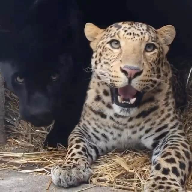 Black Jaguar-White Tiger のインスタグラム：「Jaguar and Leopard :)」