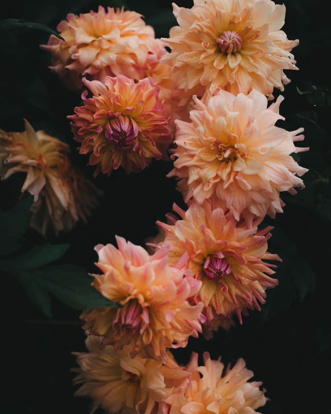 Linda Lomelinoさんのインスタグラム写真 - (Linda LomelinoInstagram)「From my annual shoot with @myfeldt at @lofskogstradgardochkrus 💕 the most magical flower garden. I highly recommend a visit if you’re in the area!」9月6日 0時31分 - linda_lomelino