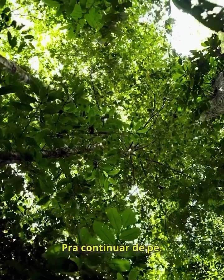 カロライナディークマンのインスタグラム：「#diadaamazônia  viva nossa deusa-natureza  e útero do nosso ar… 🩵」