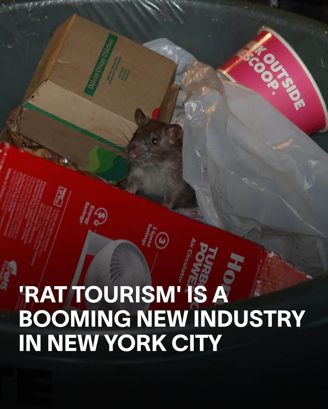 VICEさんのインスタグラム写真 - (VICEInstagram)「Think of New York City in the summer and you may well think of two things: hot trash and rats. In further bad news for the city's reputation, rat sightings doubled in 2022, leading to New York's first ever "rat czar", Kathleen Corradi, being appointed in April of this year.   Sightings have reportedly dropped 15 percent since then, but all that hubbub had an unintended effect: a surge in rat-based tourism. A number of New York tour guides are now stopping off at famously rat-infested locations, while TikTokkers like Kenny Bollwerk are building followings by live-streaming rats around the city.   Mayor Eric Adams said in June: “New York City used to be known for our mean streets, but, going forward, we’re going to be known for our clean streets." Now we wait, Eric. Now we wait.」9月6日 0時58分 - vice