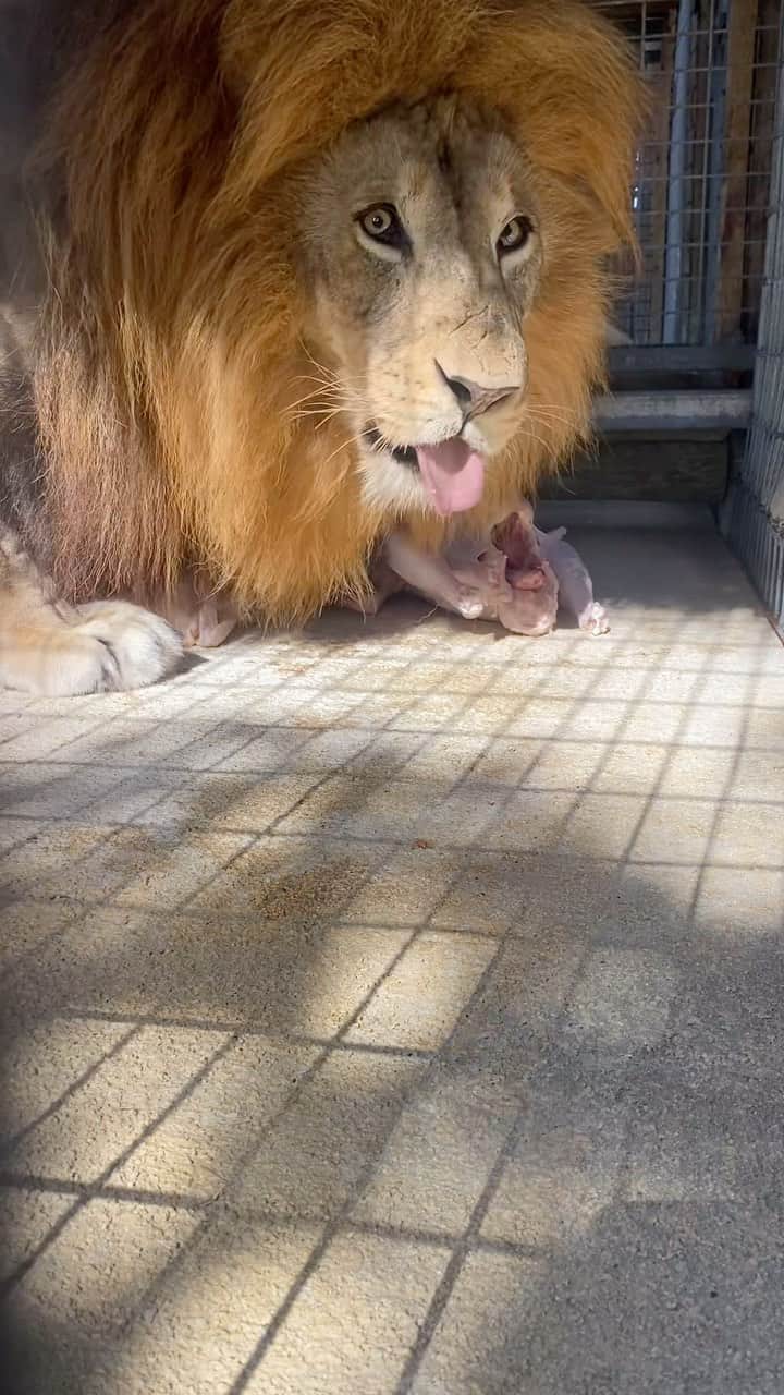 Zoological Wildlife Foundationのインスタグラム：「Zulu having his daily early dinner. Watch the entire video 🔥🦁🔥  #notpets #lion #pride #enrichment #zwf #zwfmiami #bigcat #kingofthejungle #wild #wildlife #beauty #loveanimals」
