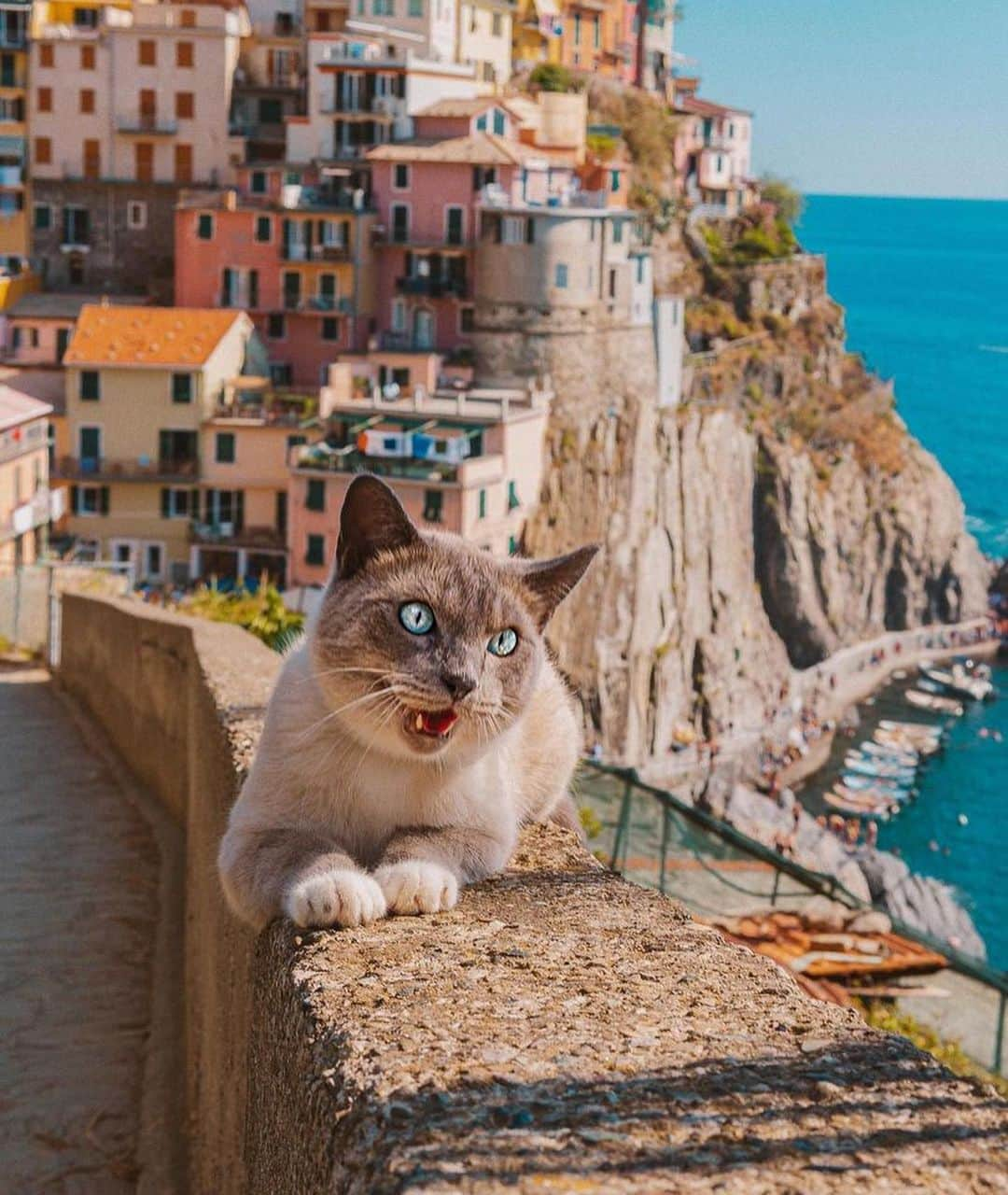 Bolt and Keelさんのインスタグラム写真 - (Bolt and KeelInstagram)「Happy #toungeouttuesday 😸👅 Charles here just got back from an amazing trip to Italy! 🇮🇹  @adventrapets ➡️ @charlesthesiam  —————————————————— Follow @adventrapets to meet cute, brave and inspiring adventure pets from all over the world! 🌲🐶🐱🌲  • TAG US IN YOUR POSTS to get your little adventurer featured! #adventrapets ——————————————————」9月6日 1時27分 - adventrapets