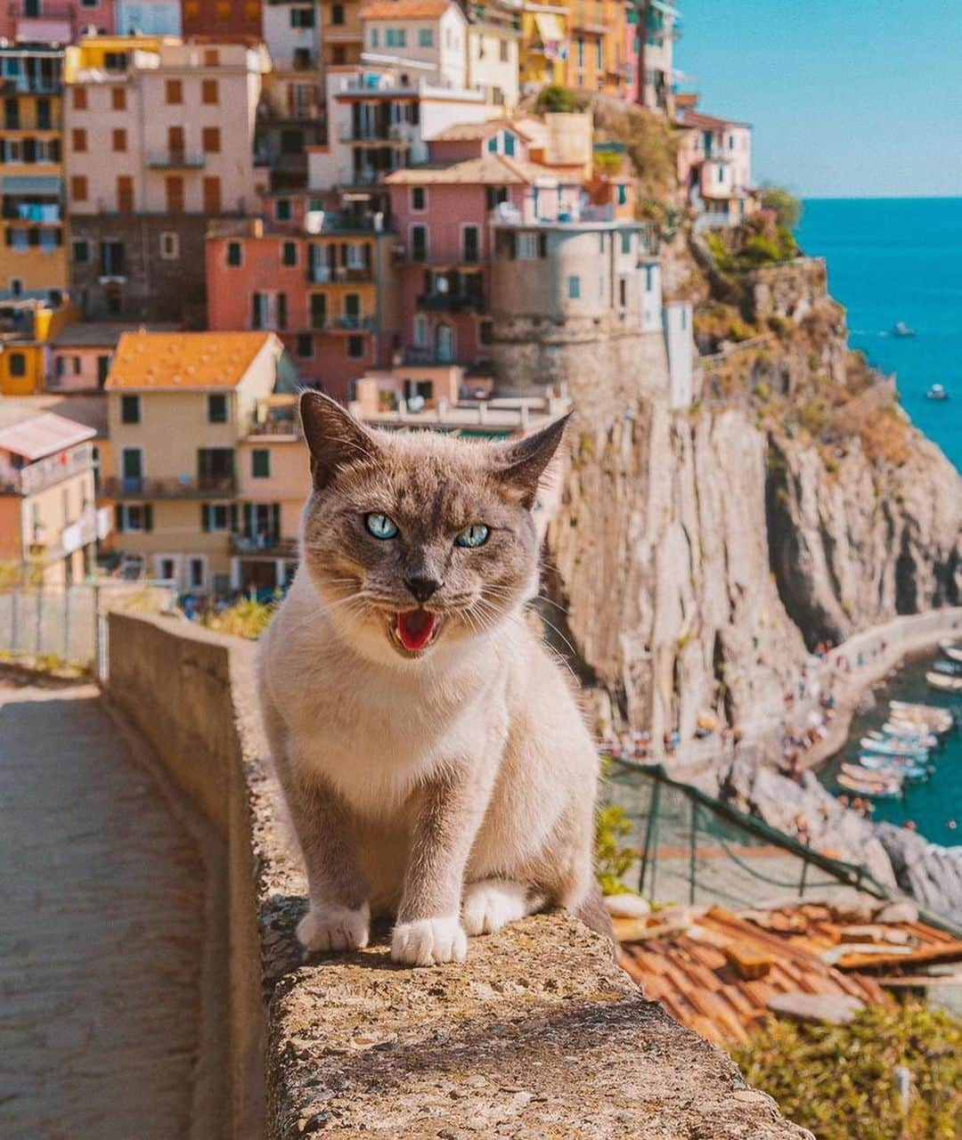 Bolt and Keelさんのインスタグラム写真 - (Bolt and KeelInstagram)「Happy #toungeouttuesday 😸👅 Charles here just got back from an amazing trip to Italy! 🇮🇹  @adventrapets ➡️ @charlesthesiam  —————————————————— Follow @adventrapets to meet cute, brave and inspiring adventure pets from all over the world! 🌲🐶🐱🌲  • TAG US IN YOUR POSTS to get your little adventurer featured! #adventrapets ——————————————————」9月6日 1時27分 - adventrapets