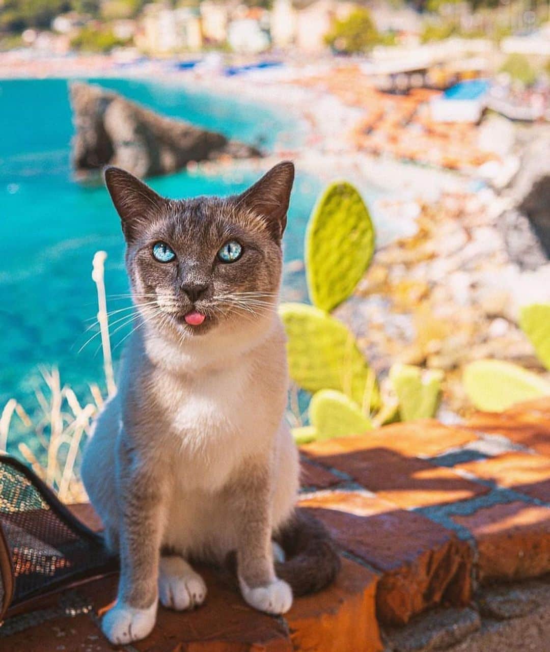 Bolt and Keelのインスタグラム：「Happy #toungeouttuesday 😸👅 Charles here just got back from an amazing trip to Italy! 🇮🇹  @adventrapets ➡️ @charlesthesiam  —————————————————— Follow @adventrapets to meet cute, brave and inspiring adventure pets from all over the world! 🌲🐶🐱🌲  • TAG US IN YOUR POSTS to get your little adventurer featured! #adventrapets ——————————————————」