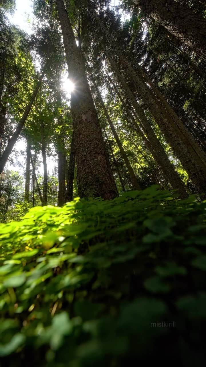 NikonUSAのインスタグラム：「Watch how Nikon Creator @mistkirill uses the Nikon Z 6II to capture all of the light and shadows the forest has to offer on a sunny day:  “I love going to the forest! There are always plenty of things to shoot but shooting on a bright daylight can be quite challenging! The interplay of light and shadow adds complexity and intrigue to the video so I tried that. A strong contrast adds depth to the shots as well, making subjects stand out against their surroundings.”  Tap the link in our bio to get tips from Nikon Ambassador @JoeMcNally on photo lighting tips!  Tag your shadow work with #NikonCreators to be featured next!  #NikonZ6II #Landscape #nature #Wildlife #Nikon」
