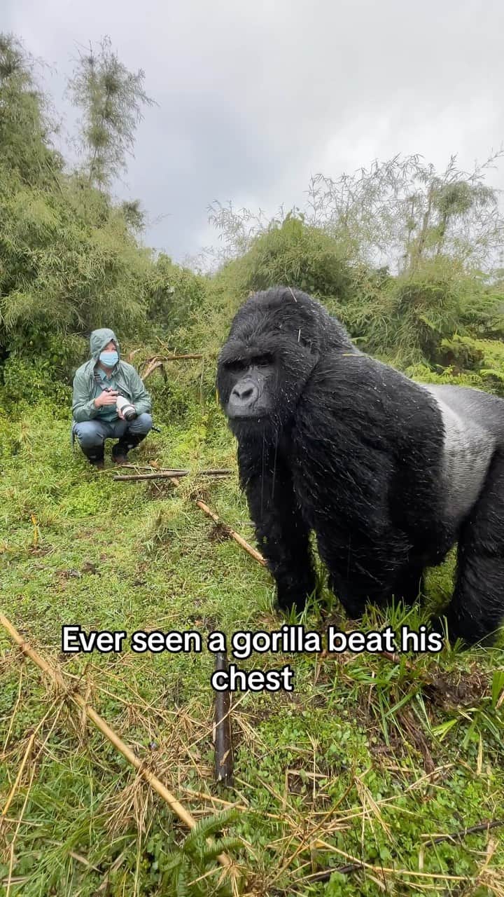 Earth Picsのインスタグラム：「@richard.degouveia - read below👇🏽”5 reasons gorillas🦍 beat their chest”   1. Display of Strength and Dominance: The primary reason is to show dominance and assert their authority. The louder the sound, the stronger the gorilla is perceived to be. By beating their chests, male gorillas can deter other males and attract potential mates.  2. Communication: Chest-beating can also serve as a way for gorillas to communicate their location or presence to others, especially in dense forest environments where visibility might be limited.  3. Warning or Threat: If a gorilla perceives a threat or is approached by an unfamiliar gorilla, they might beat their chest as a warning or to intimidate the potential threat.  4. Excitement or Play: Younger gorillas, in particular, might beat their chests during play or when they’re excited.  5. Resolving Conflicts: Before any physical aggression occurs, chest-beating can serve as a way to resolve conflicts and establish hierarchy without resorting to actual violence.  Comment below and tell us if you knew all five reason 😊   🎥 by: @richard.degouveia  🦍🦍: @kwisanga_family」