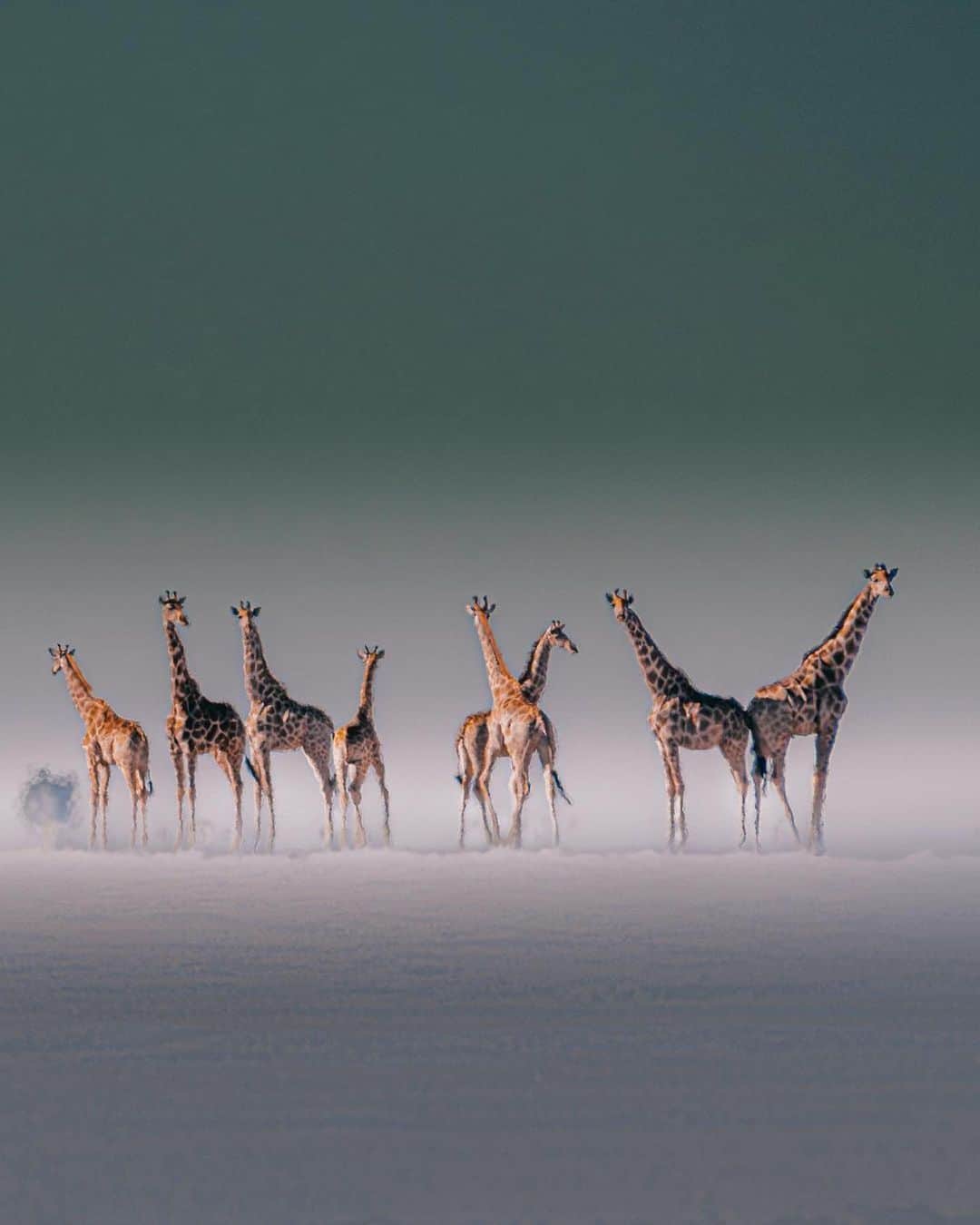 Discover Earthさんのインスタグラム写真 - (Discover EarthInstagram)「Namibia's wild beauty 🌍🦒🐾 From the graceful strides of giraffes to the striking presence of zebras, these moments encapsulate the incredible wildlife diversity. Nature's beauty reminds us to protect and preserve these treasures for generations to come. 📸  📍Namibia   🇳🇦 #DiscoverNamibia with @solly_levi」9月6日 3時57分 - discoverearth