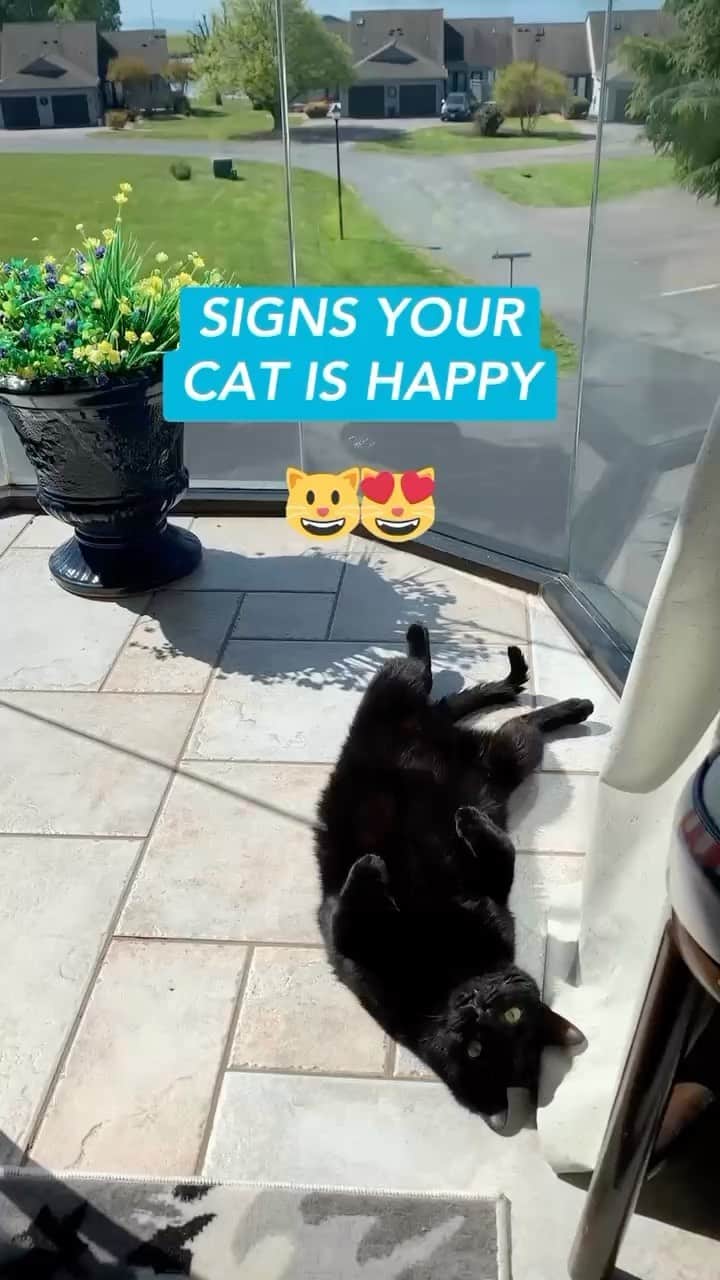 Fresh Stepのインスタグラム：「September is Happy Cat Month, dediCATed to celebrating the physical and mental well-being of our feline companions. 💙😸 We’ll be sharing posts all month with ways to bring out the purrs and happy head bumps from your cat. These behaviors are some of the ways your cat shows you they’re happy.   Source: resources.bestfriends.org/article/cat-body-language-communication-and-expression  #happycats #happycatmonth #catlovers #catbehavior #cattips #freshstep #freshsteplitter」