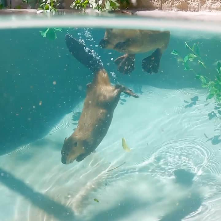 San Diego Zooのインスタグラム：「Scuba beav > Scuba steve 🤿  #Ambassador #Beaver #Kits #SanDiegoZoo」