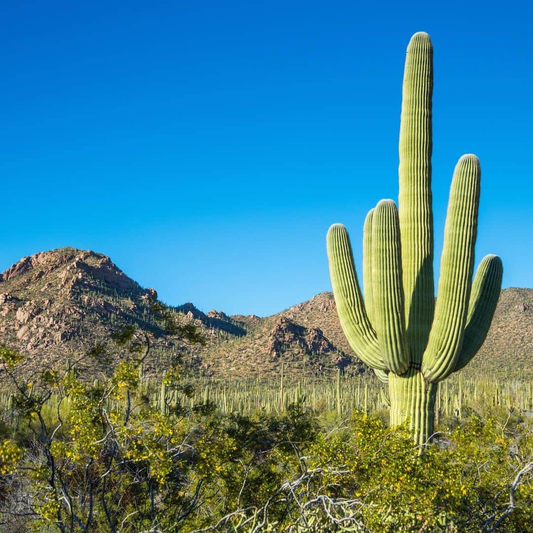 アメリカ内務省さんのインスタグラム写真 - (アメリカ内務省Instagram)「Growing over 40 feet tall and living to be as old as 200 years, the stunning saguaro cactus found at @saguaronationalpark is an iconic symbol of the American Southwest. The tallest saguaro cactus ever measured towered over 78 feet into the air. 🌵   Saguaros are found exclusively in the Sonoran Desert and are an important host to a variety of animals. The gilded flicker and Gila woodpecker excavate nest cavities inside the pulpy flesh of the saguaros, while elf owls, screech owls, purple martins, finches and sparrows move in after the woodpecker moves on.    Photo by Tom Fenske    #publiclands #saguaro #cacti   Alt Text: A green saguaro cactus is surrounded by desert vegetation with rolling mountains and a bright blue sky in the background.」9月6日 5時06分 - usinterior