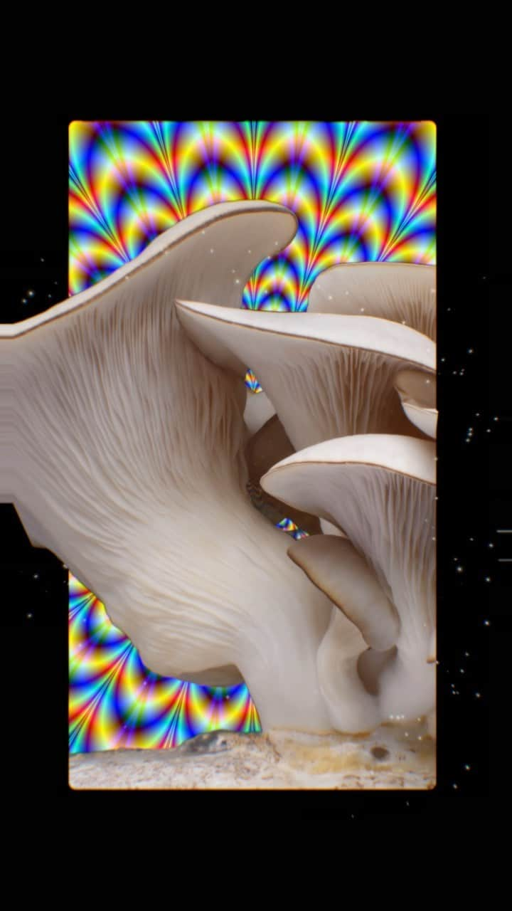 ウィズ・カリファのインスタグラム：「Oyster mushrooms are the source of several vitamins including:  🍄 Niacin  🍄 Riboflavin  🍄 Pantothenic Acid  🍄 And smaller amounts of Folate, Vitamin B6 and Thiamin」