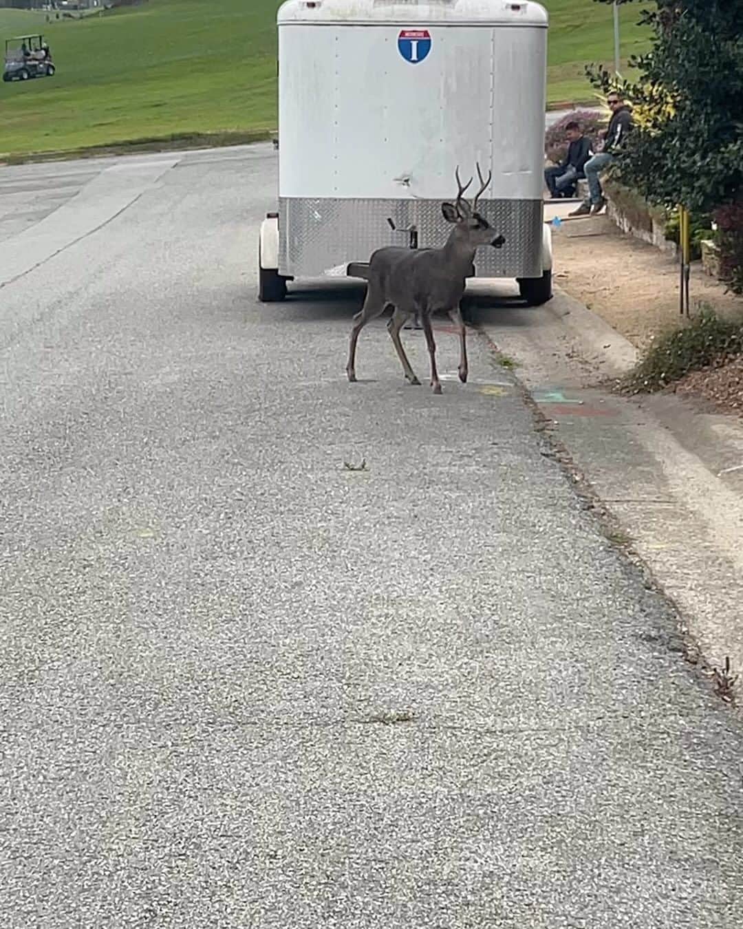 ロマン・グロージャンのインスタグラム：「Oh deer!」