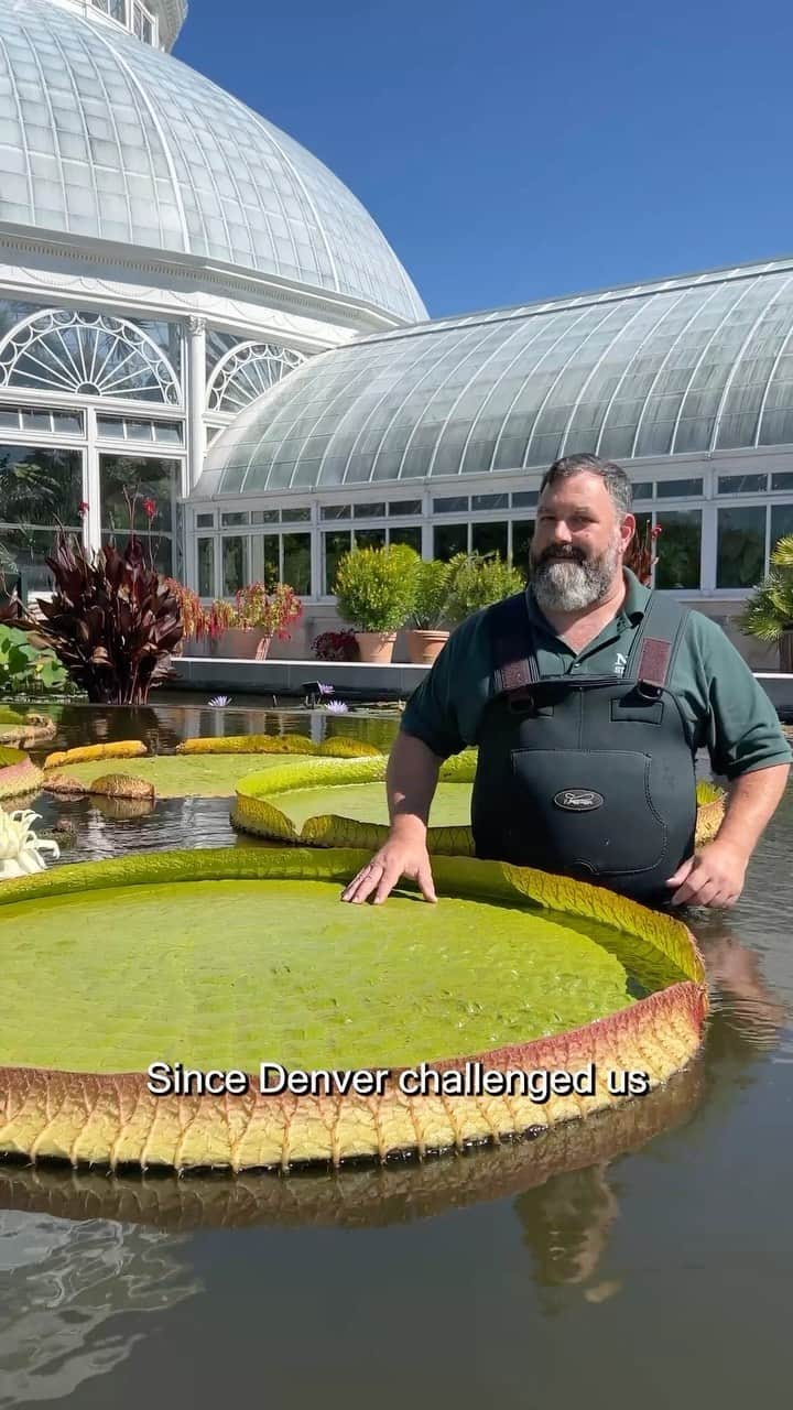 ニューヨーク植物園のインスタグラム：「Water lily weigh-off challenge accepted! 🤝🪷  Last week, @denverbotanic threw their hat in the ring for a summer face-off unlike any other: whose water lily pads can hold the most weight before taking on water? And we couldn’t turn down the opportunity. Join Marc Hachadourian, our Director of Glasshouse Horticulture, in the Conservatory Courtyard Pools as he puts our Victoria amazonica to the test with sandbags and weights—and see who comes out victorious. 🙌  Looking for more horticultural happenings from the Garden? Hit the link in our bio to follow us on TikTok, too!  #WaterLilyWeighOff #plantlove」