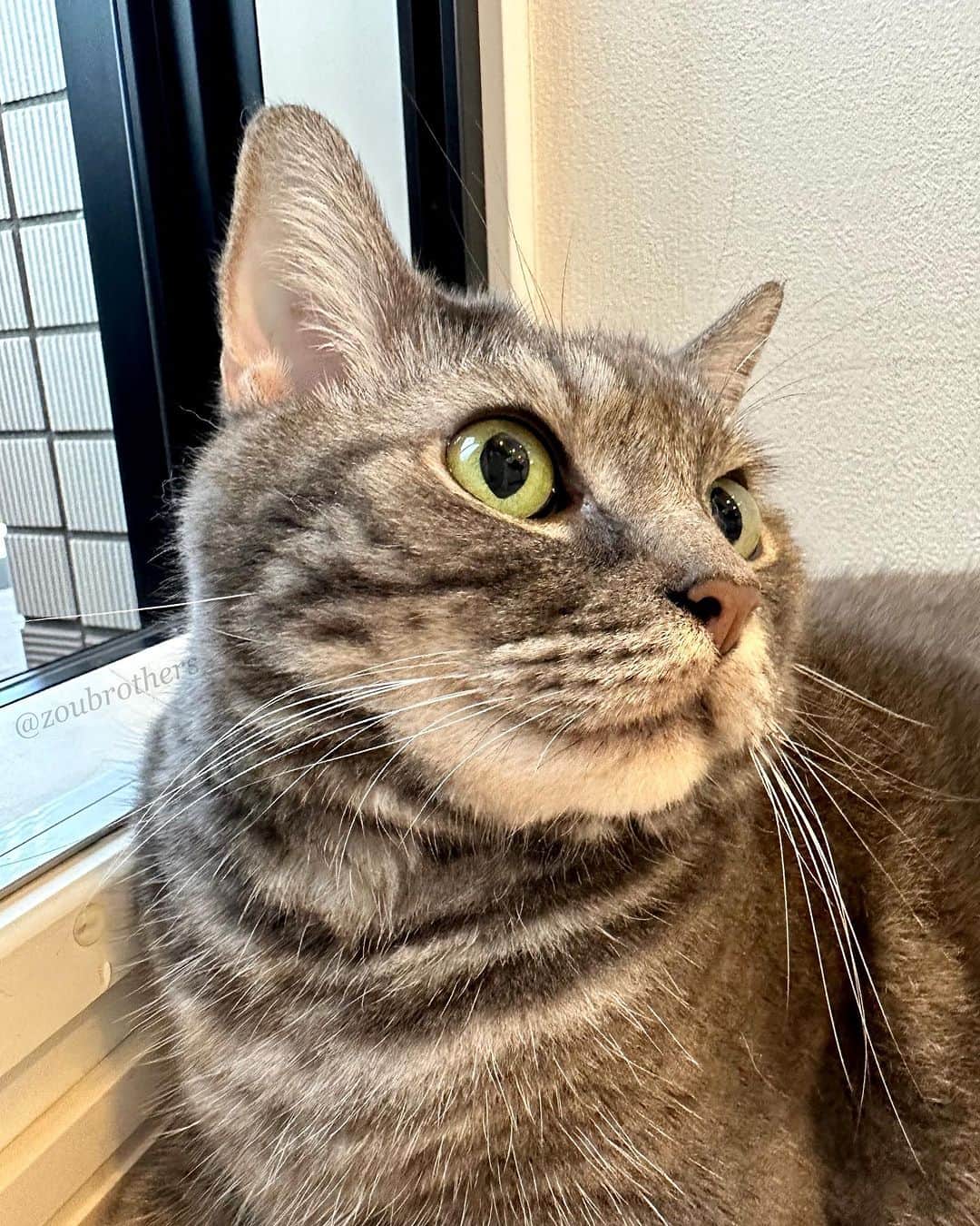 bunny & 2 catsのインスタグラム：「🐈‍⬛“I’m fully recovered now.” ❤️ Good meowning😻 _ Gomazou😽 _ 🐾ごまちゃんの膀胱炎、注射1本💉で治りました🙌🎊 _ #scottishfold#多頭飼い#ねこ#猫#cats#cute#amazing#スコティッシュフォールド#マンチカン#マンチカン#チンチラ _ #PECO#ねこ#9gag#WeeklyFluff#ふわもこ部#instavideo#ねこのきもち#catsofinstagram#instagram#instagramjapan#猫動画#cats_of_world」