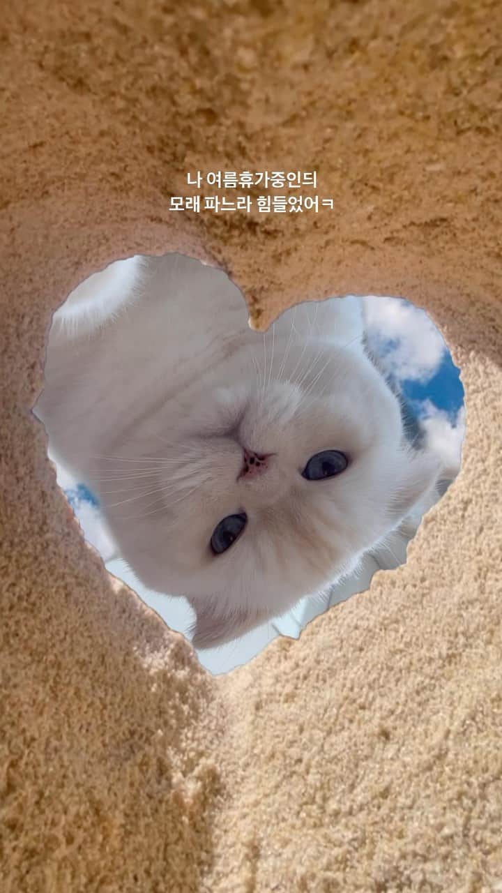 SoonMooのインスタグラム：「전지적 생매장 시점😉💙  #하트모래 #순무 #SoonMoo」