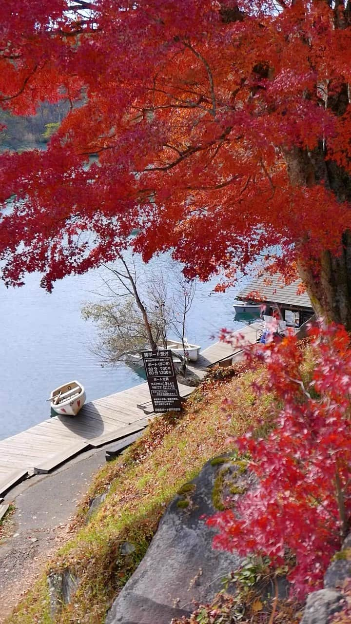 Rediscover Fukushimaのインスタグラム：「Seeing the bright red maple leaves against the turquoise waters of the Goshiki-numa Ponds is nothing short of magical! 🍁💦  These beautiful lakes and ponds were formed after a volcanic eruption many centuries ago and are located in the Urabandai Area of Fukushima, which is particularly scenic during autumn. 🤩  🗓️ The best time to see the autumn leaves (particularly the red maple) at Goshiki-numa is usually from mid-October to early November! As per current forecasts, the peak for leaf-viewing is expected to be during the last days of October this year.  You can hike the trail, rent a boat, or simply relax by the cafe at the entrance and contemplate the autumn scenery. ☕️  We recommend visiting the ponds by car and parking at either the Urabandai Visitor Center or the Goshiki-numa Entrance Tourist Plaza (Urabandai Tourist Association) parking lot near the entrance of Bishamonnuma, the biggest of the ponds.  Have you ever been to the Goshiki-numa ponds? 🤩  #visitfukushima #fukushima #japantravel #japantrip #visitjapanjp #visitjapanus #visitjapanfr #visitjapanes #visitjapantw #goshikinuma #urabandai #instagood #fall #instatravel #autumninjapan #momiji #fukushima #tohoku #tohokutrip #tohokutravel #japanreels #autumn」