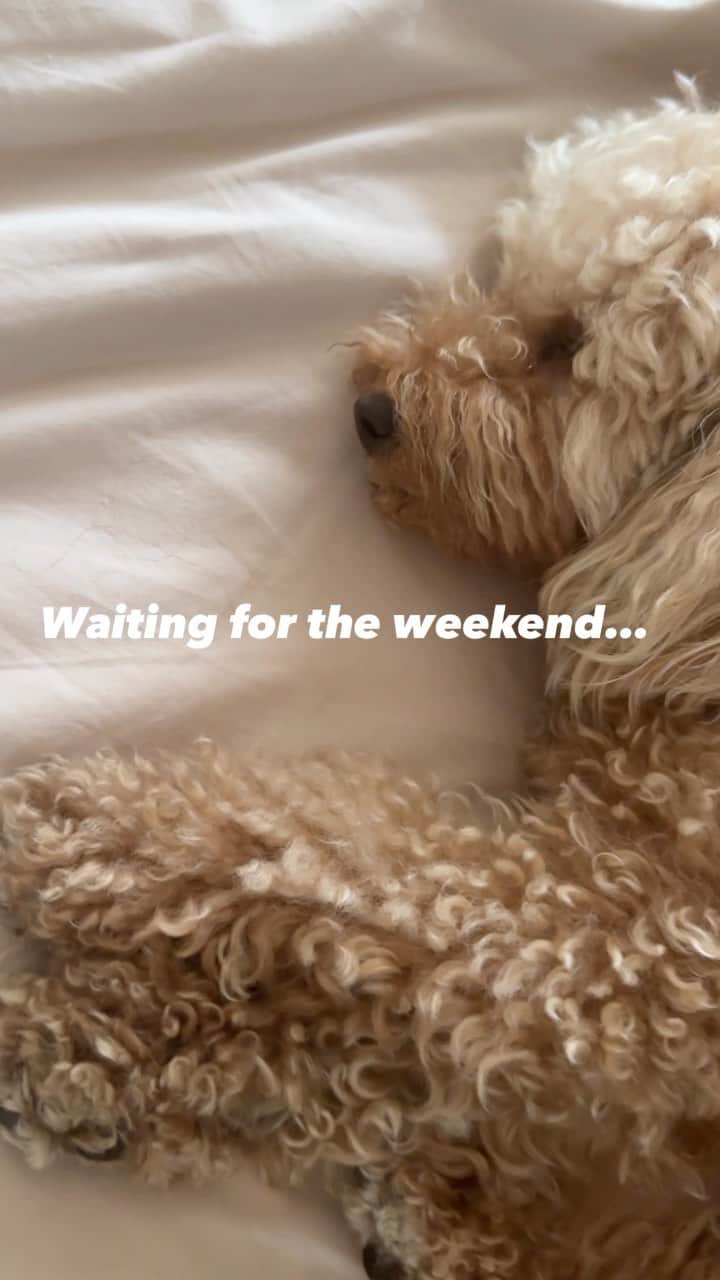 Alessia Marcuzziのインスタグラム：「🙄」